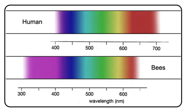 Birds, Bees, and Human Visual Perception