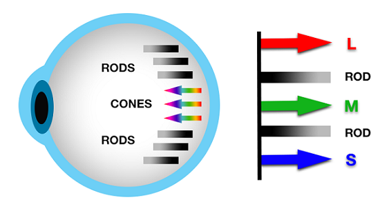 Explainer: How our eyes make sense of light