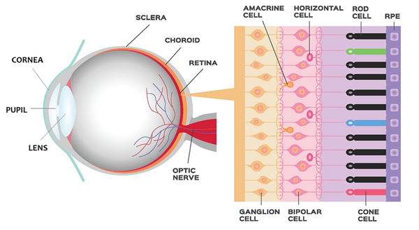 How Many Megapixels Is the Human Eye?