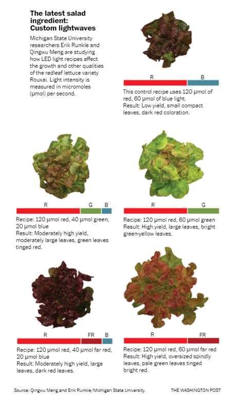 horticulture_lighting_effect_lettuce