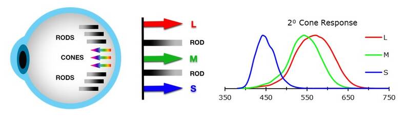 Rods and cones_human visual perception